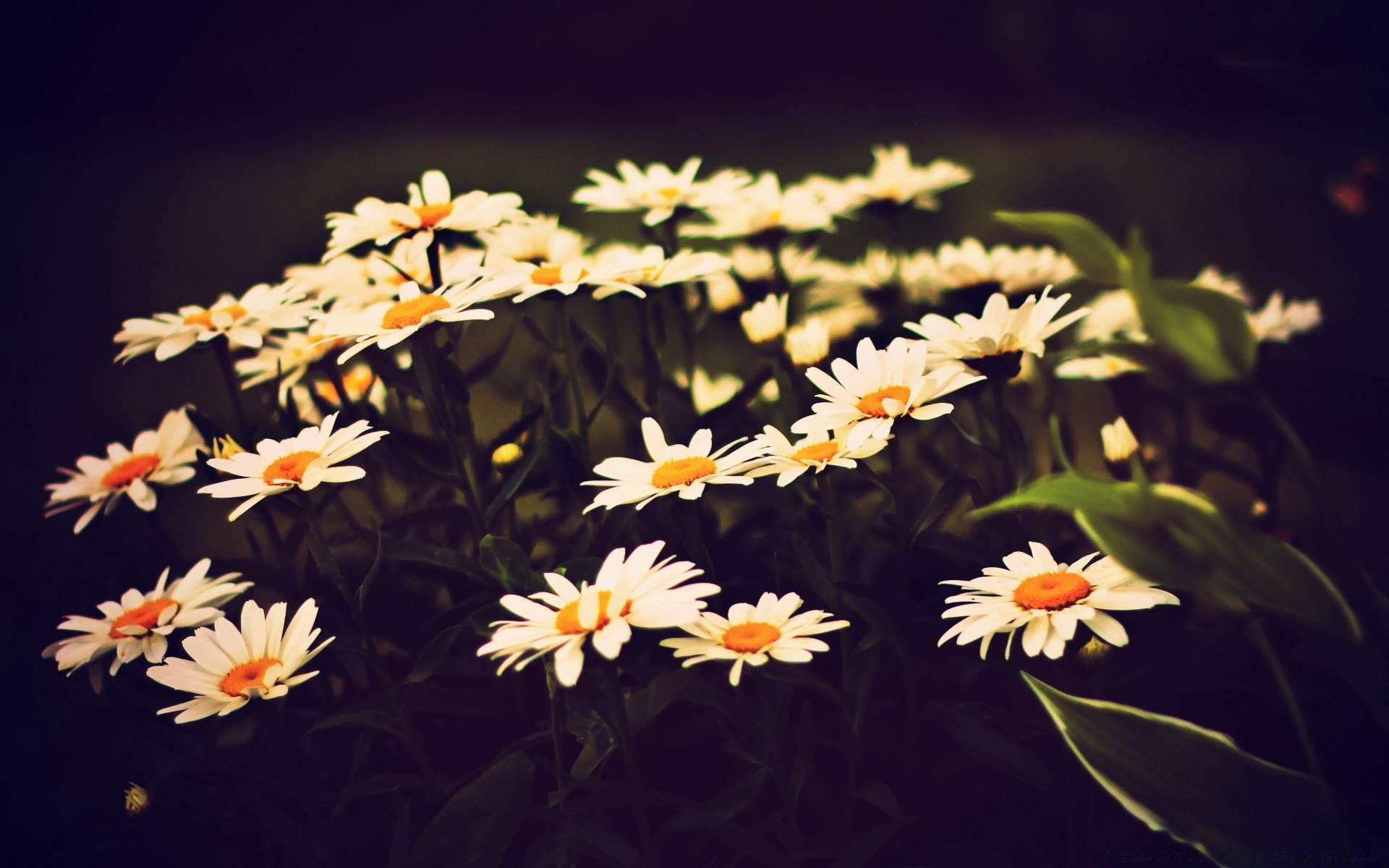 vintage flora kwiat natura ogród płatek kwiatowy liść kolor lato bluming zbliżenie wzrost jasny sezon