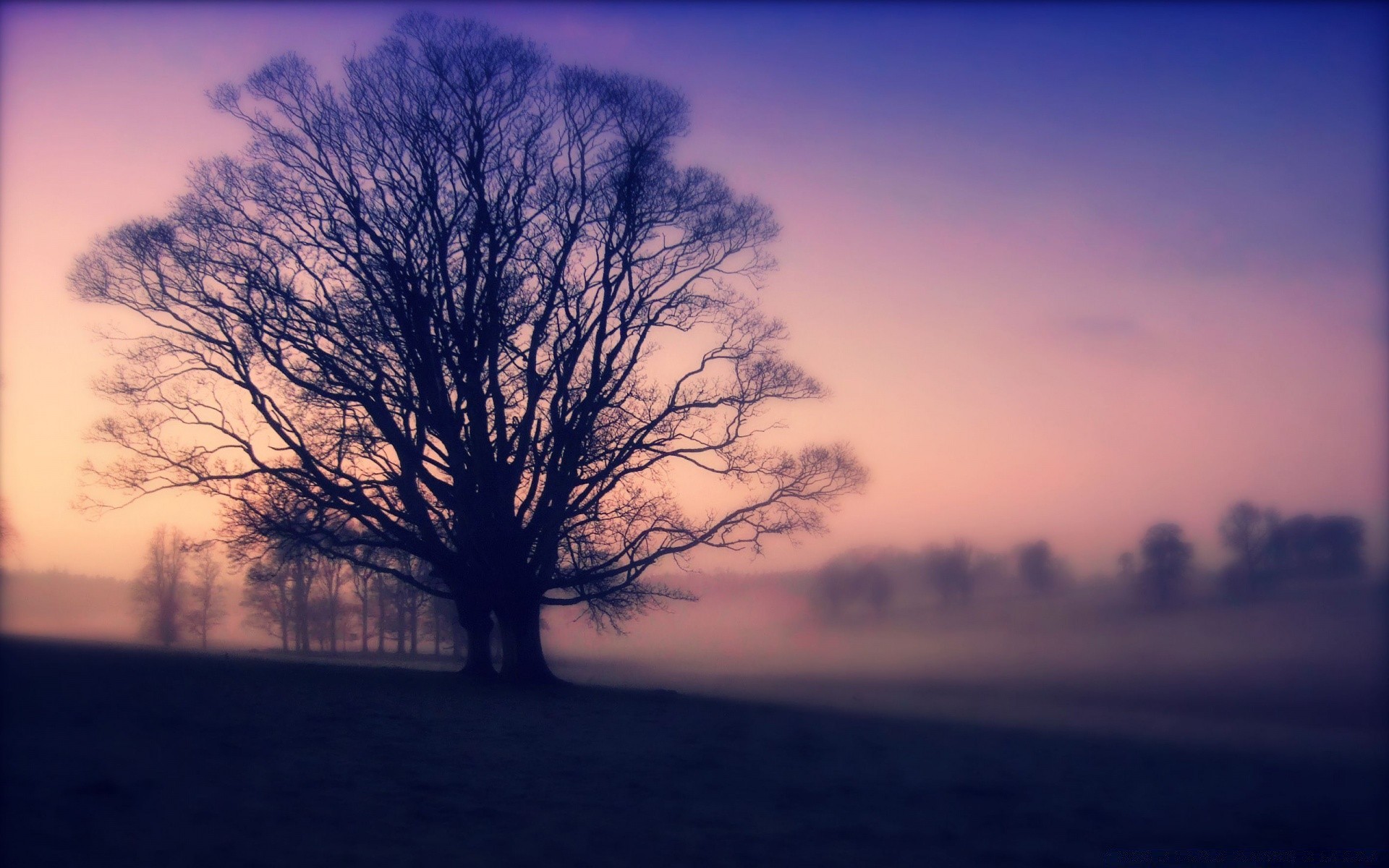 vintage albero paesaggio alba nebbia tramonto natura nebbia illuminato legno sole sera inverno cielo uno silhouette autunno tempo