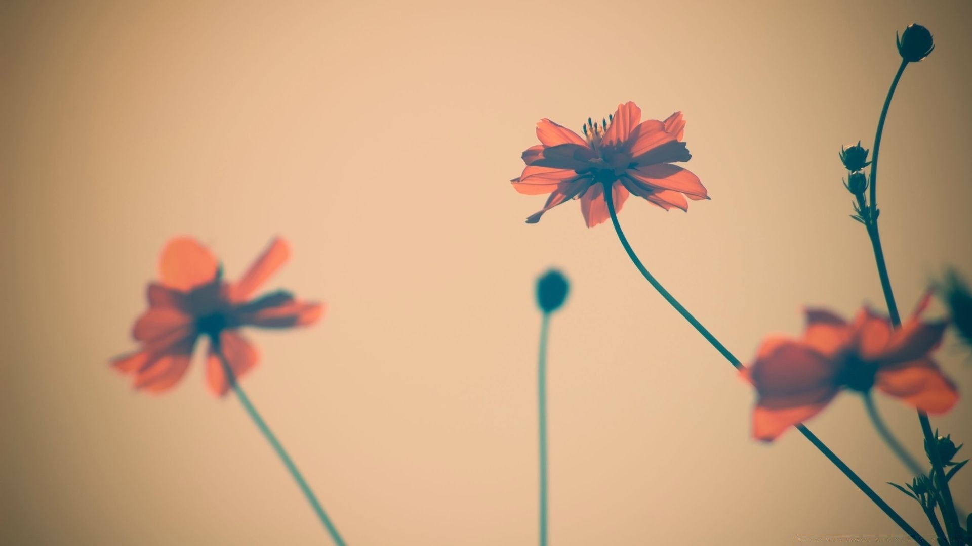 jahrgang blume unschärfe stillleben natur flora sommer