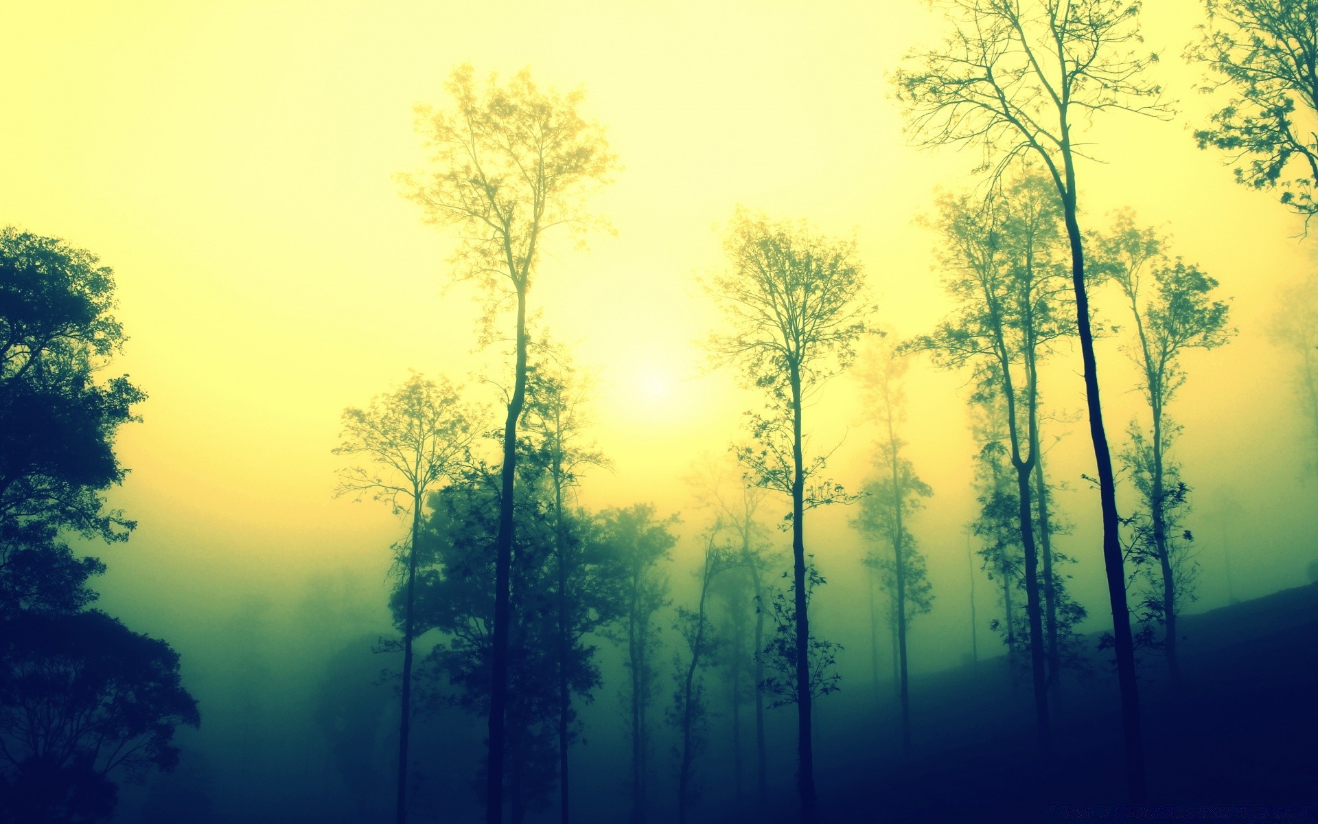 vintage landscape tree fog dawn mist wood nature backlit environment weather scenic