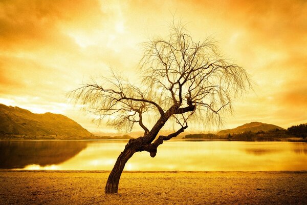 El árbol y la puesta de sol, la risa a través de las lágrimas