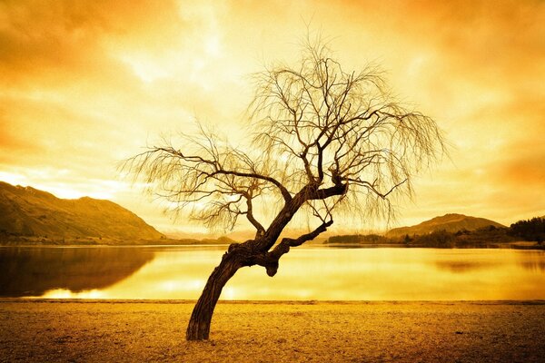 A dried-up tree in the rays of light