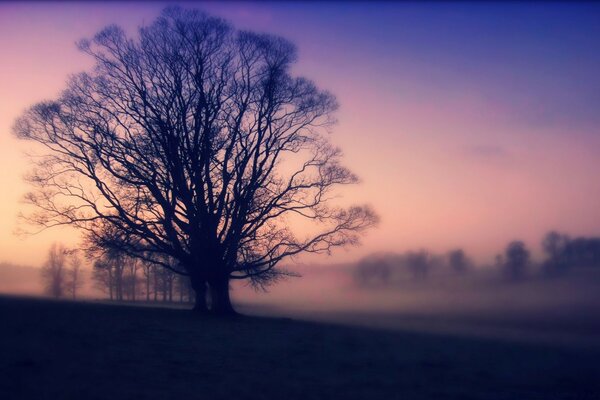 La niebla de la mañana consumió el campo. Árbol solitario