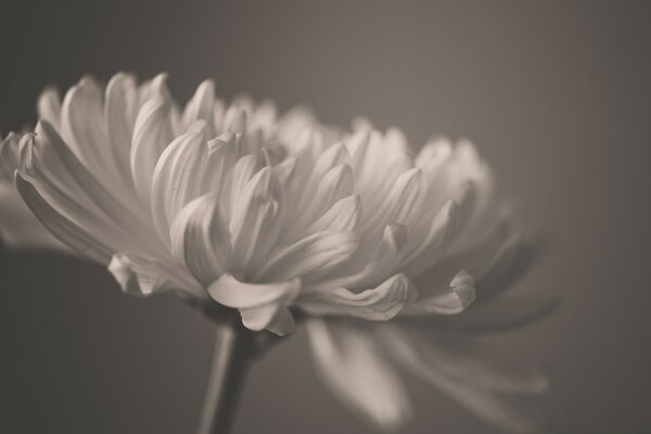 Monochrome Blume auf grauem Hintergrund