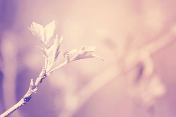 Gentle nature. Spring foliage