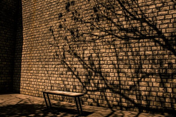 Shadows of trees on a brick wall