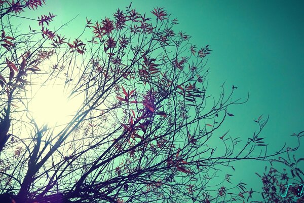 The glow of the sun through the branches of trees