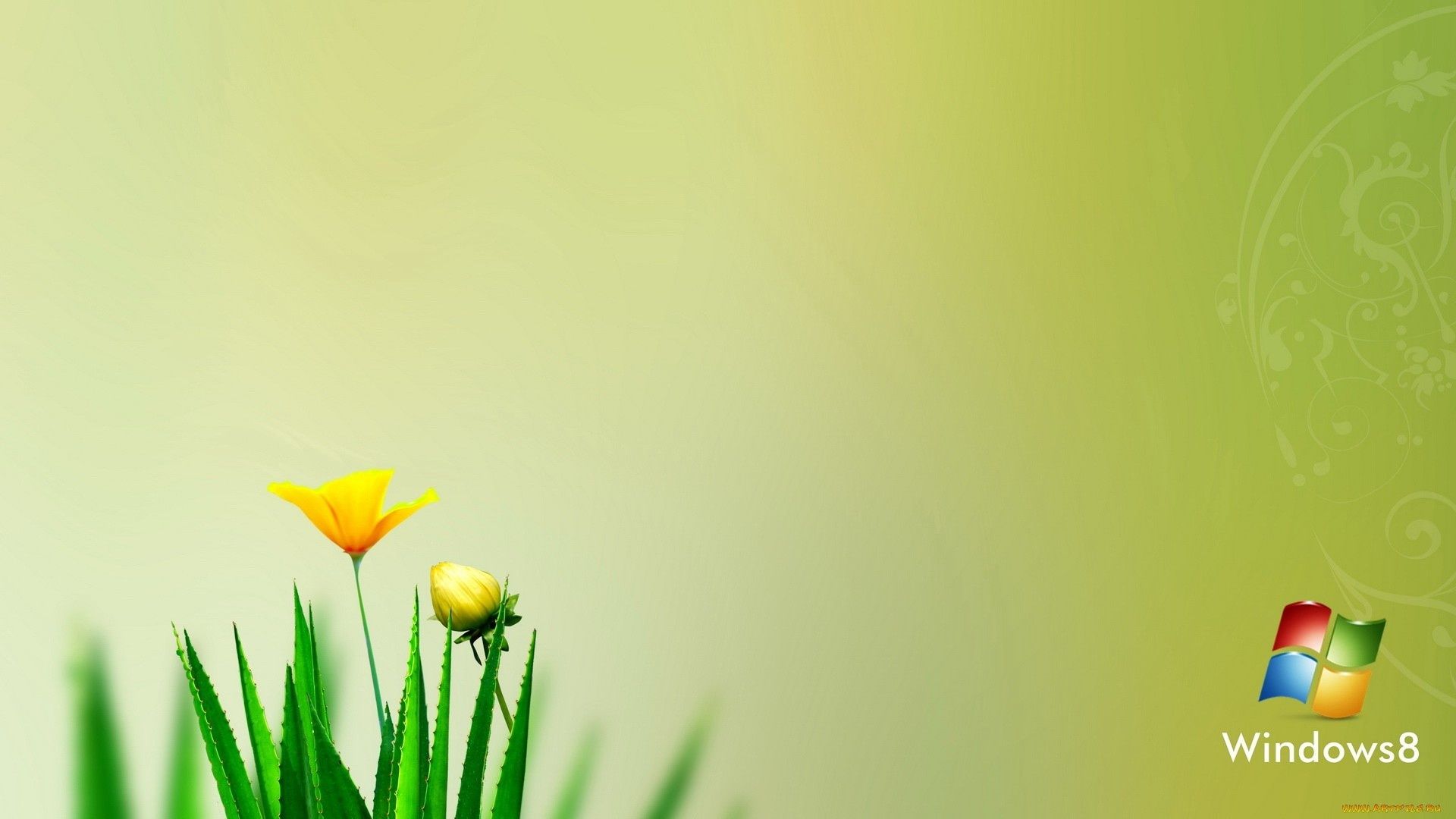 finestre sfocatura fiore natura estate erba pasqua foglia flora astratto luminoso spazio