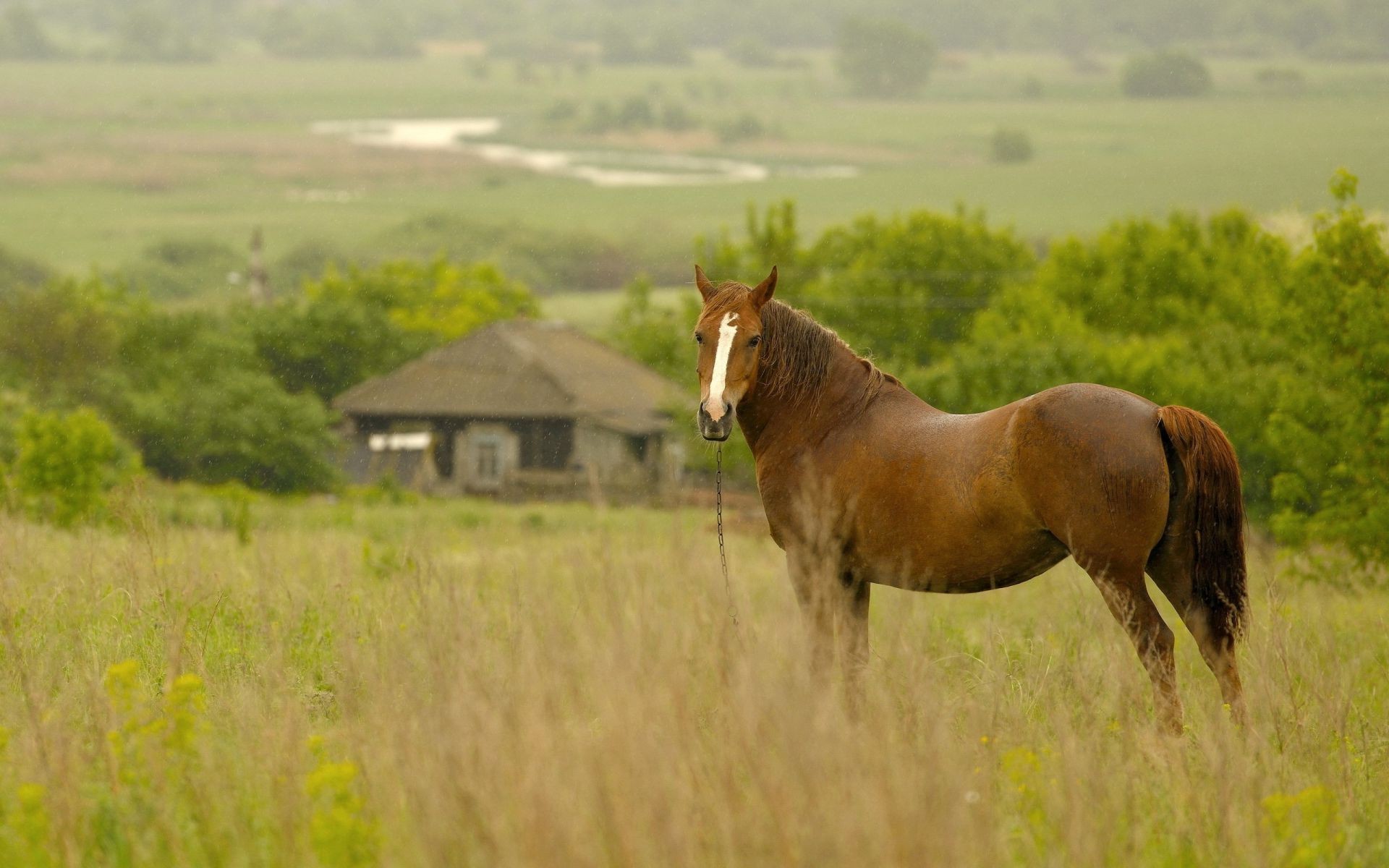 caballo mamífero campo heno hierba caballería granja pasto pasto caballo rural agricultura al aire libre animales vivos mare