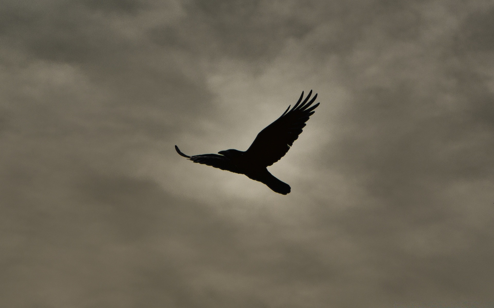 vintage pájaro águila raptor cielo vida silvestre vuelo al aire libre