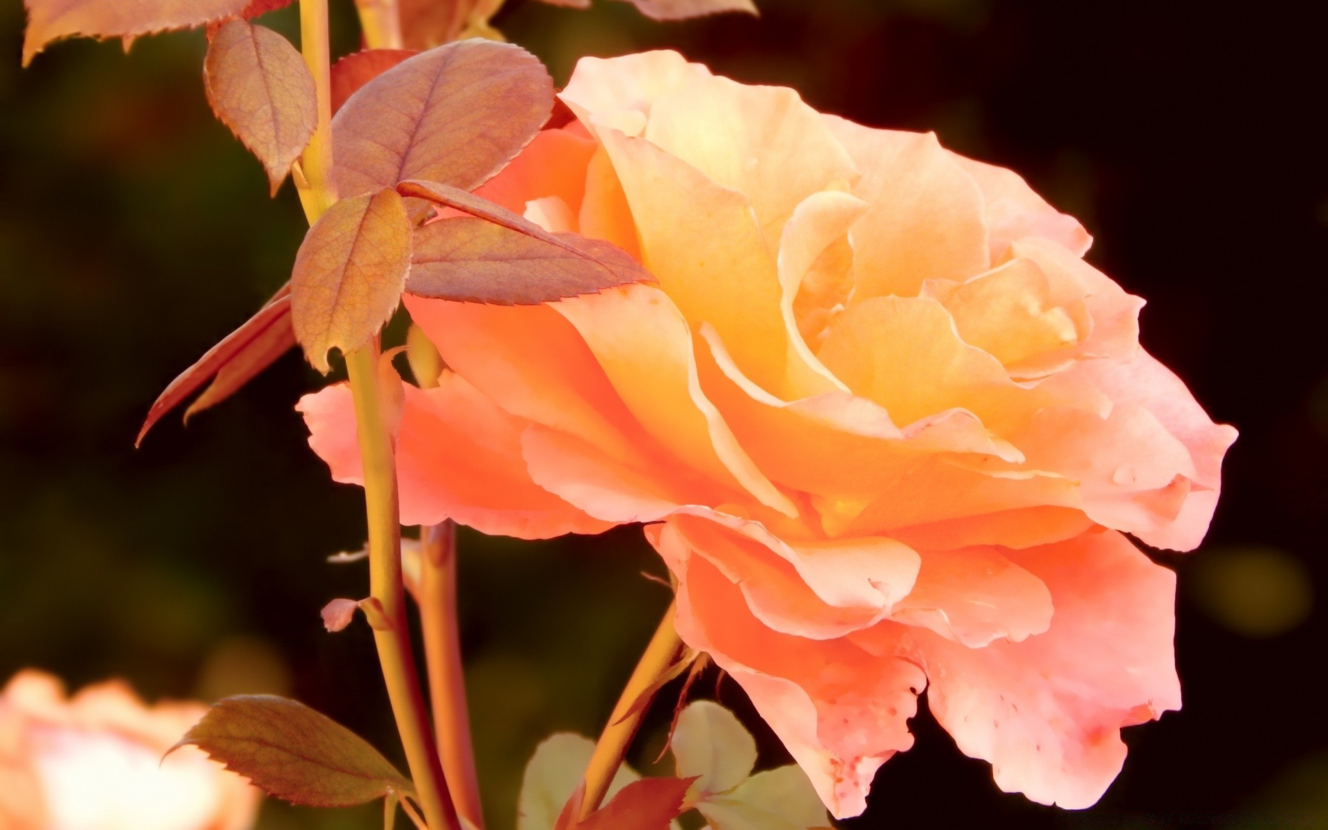 vintage flor natureza folha flora rosa pétala ao ar livre cor brilhante