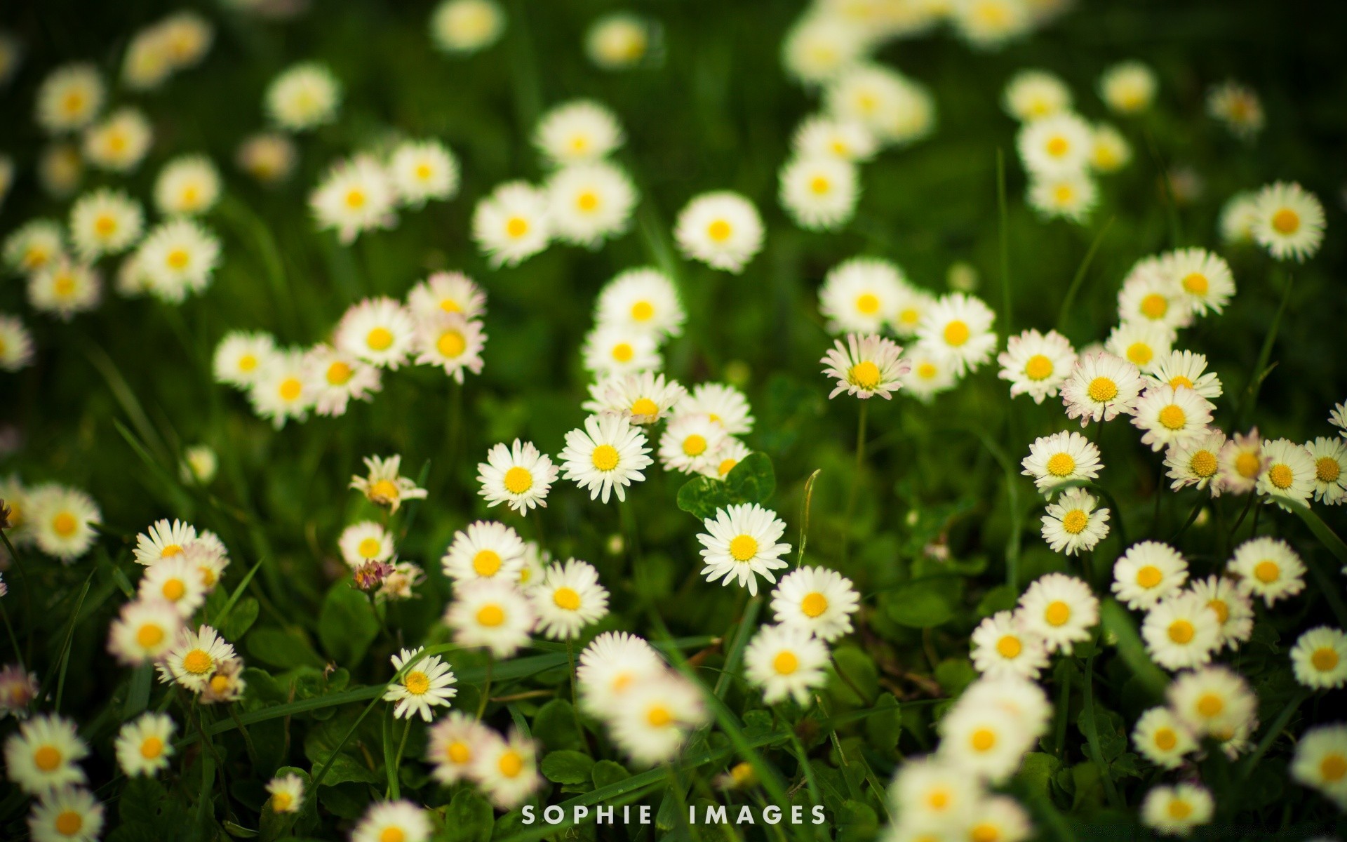 vintage nature été flore fleur croissance feuille camomille lumineux herbe beau temps à l extérieur champ foin rural jardin pétale soleil floral bluming