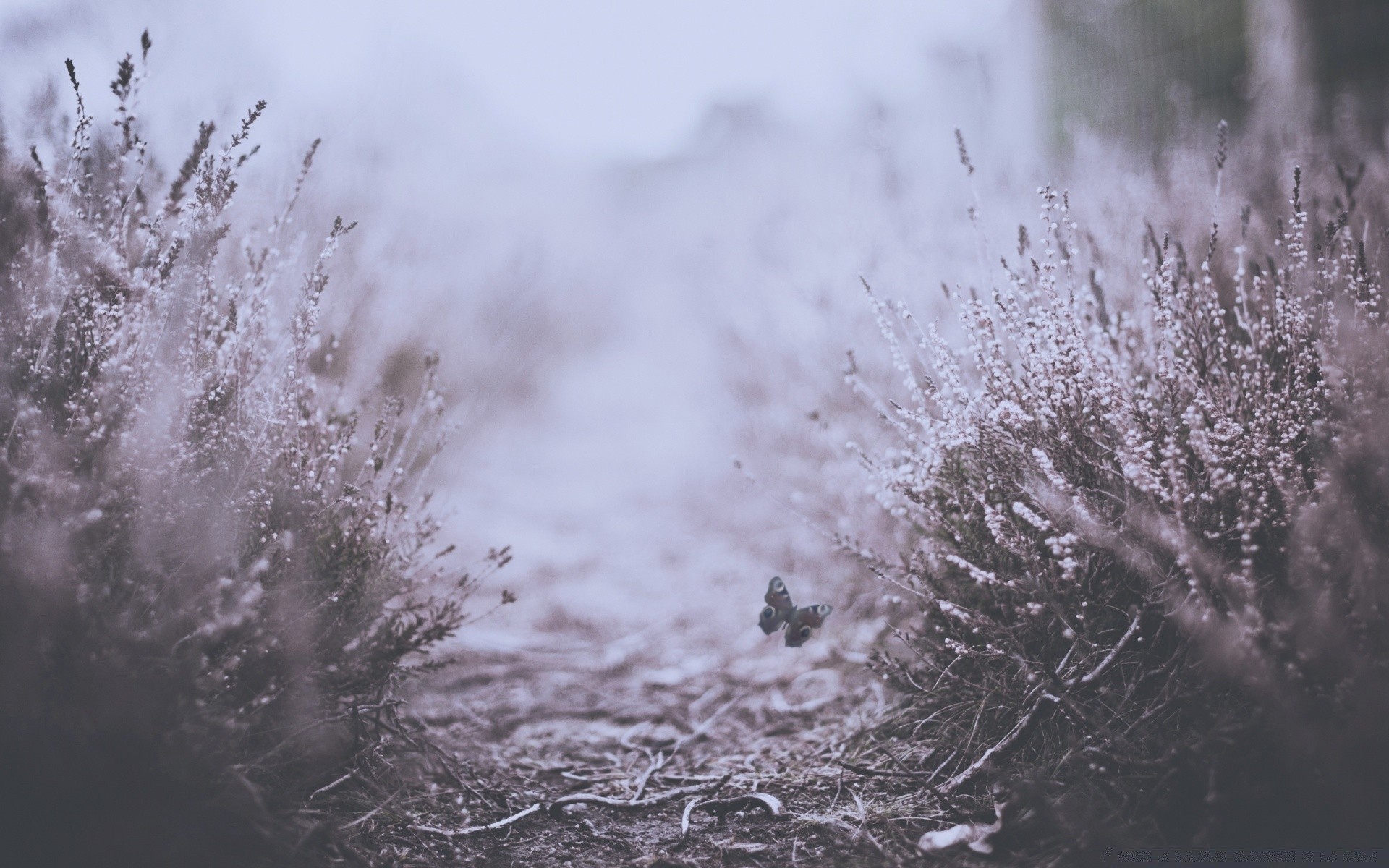 vintage frost winter snow nature cold landscape tree weather mist outdoor frozen ice season dawn good weather mist bright sky desktop