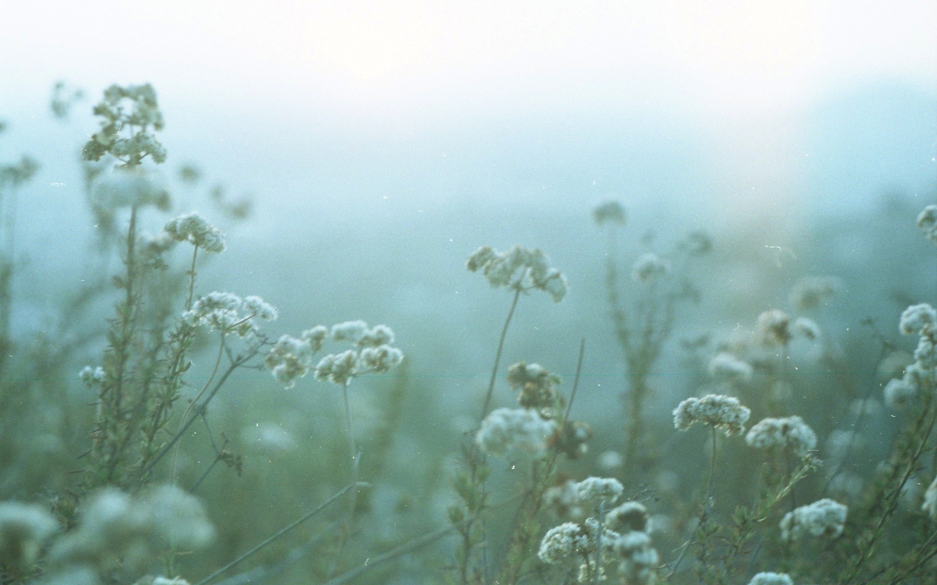 vintage nature flower underwater flora landscape fair weather field water desktop sun color summer environment grass snow winter light