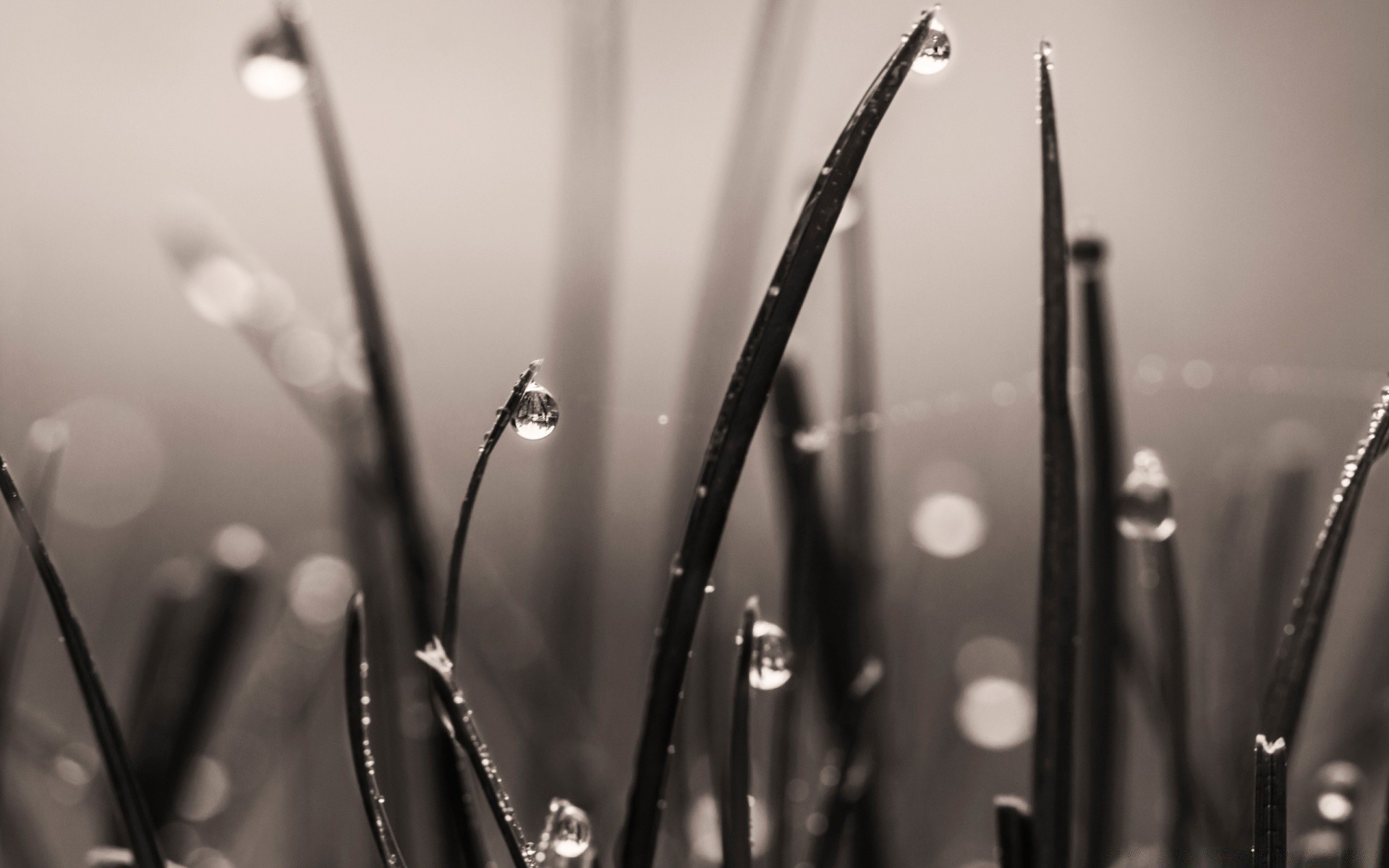 复古 雨 单色 秋天 露水 静物 湿 水 dof 反射 模糊 光