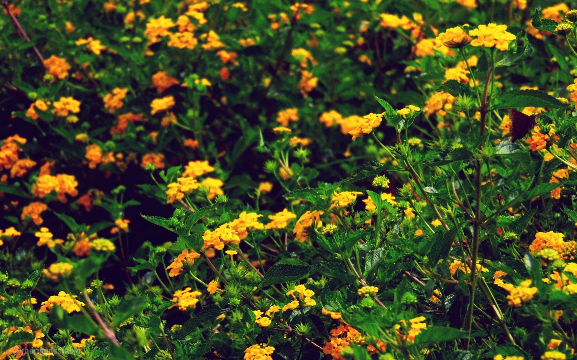 jahrgang blume natur flora blatt sommer garten blumen wachstum gras saison hell rasen im freien blühen farbe gutes wetter feld blütenblatt heuhaufen