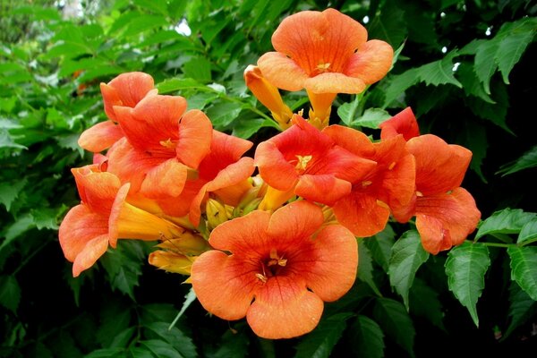 Rama de flores de naranja en el árbol