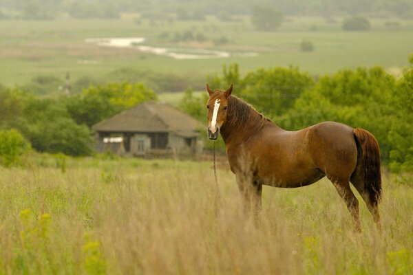 Cavalo no fundo de uma aldeia local