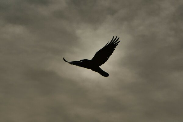 A black bird in a gray sky