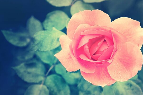 Flor de rosa con hojas verdes