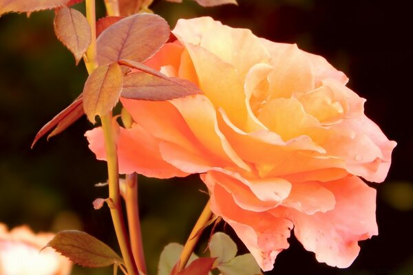 Foto de una flor rosa con hojas Rosadas