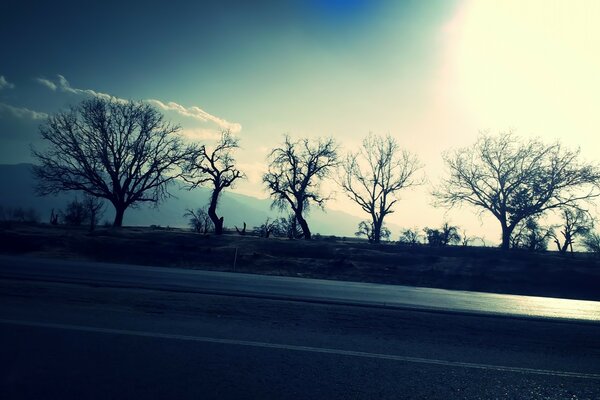 Los árboles y el cielo. Carretera. Paisaje