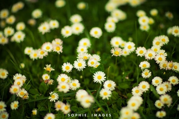 Sommer und ein ganzes Feld weißer Gänseblümchen