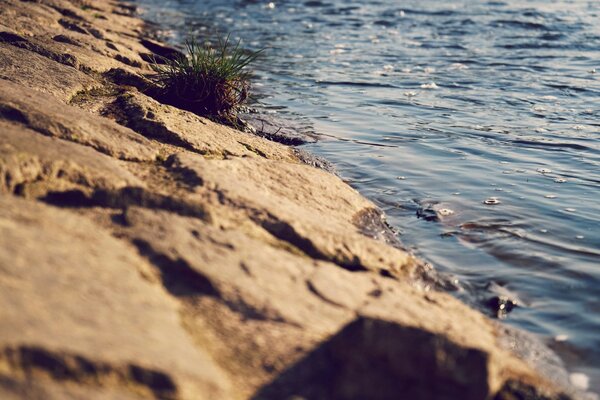 Steinstrand mit Pflanzen und Wasser