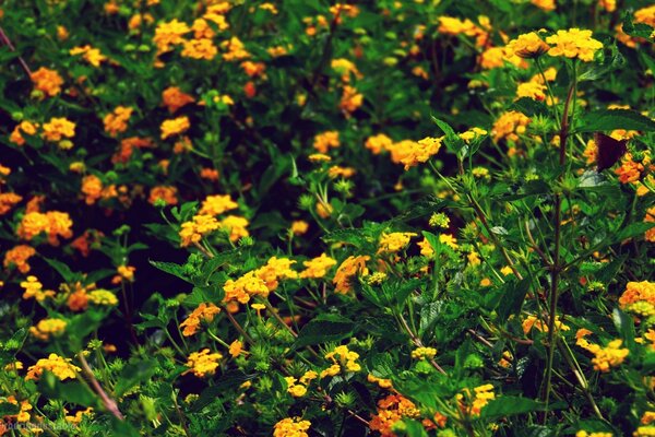 Blumen und Grüns. Die Natur. Blatt