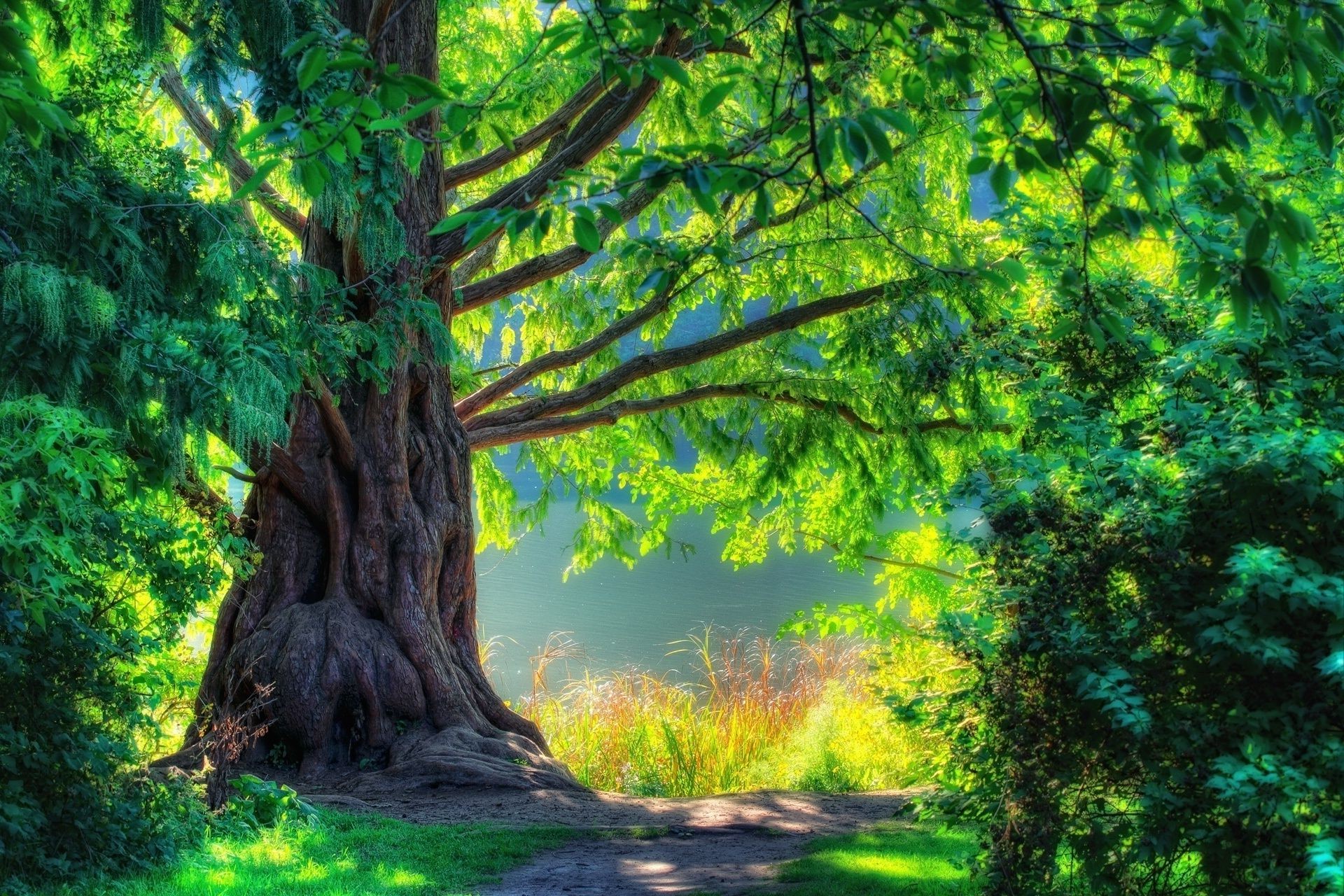 árboles árbol madera naturaleza paisaje hoja al aire libre parque flora escénico verano miércoles rama luz del día viaje tronco exuberante amanecer buen tiempo