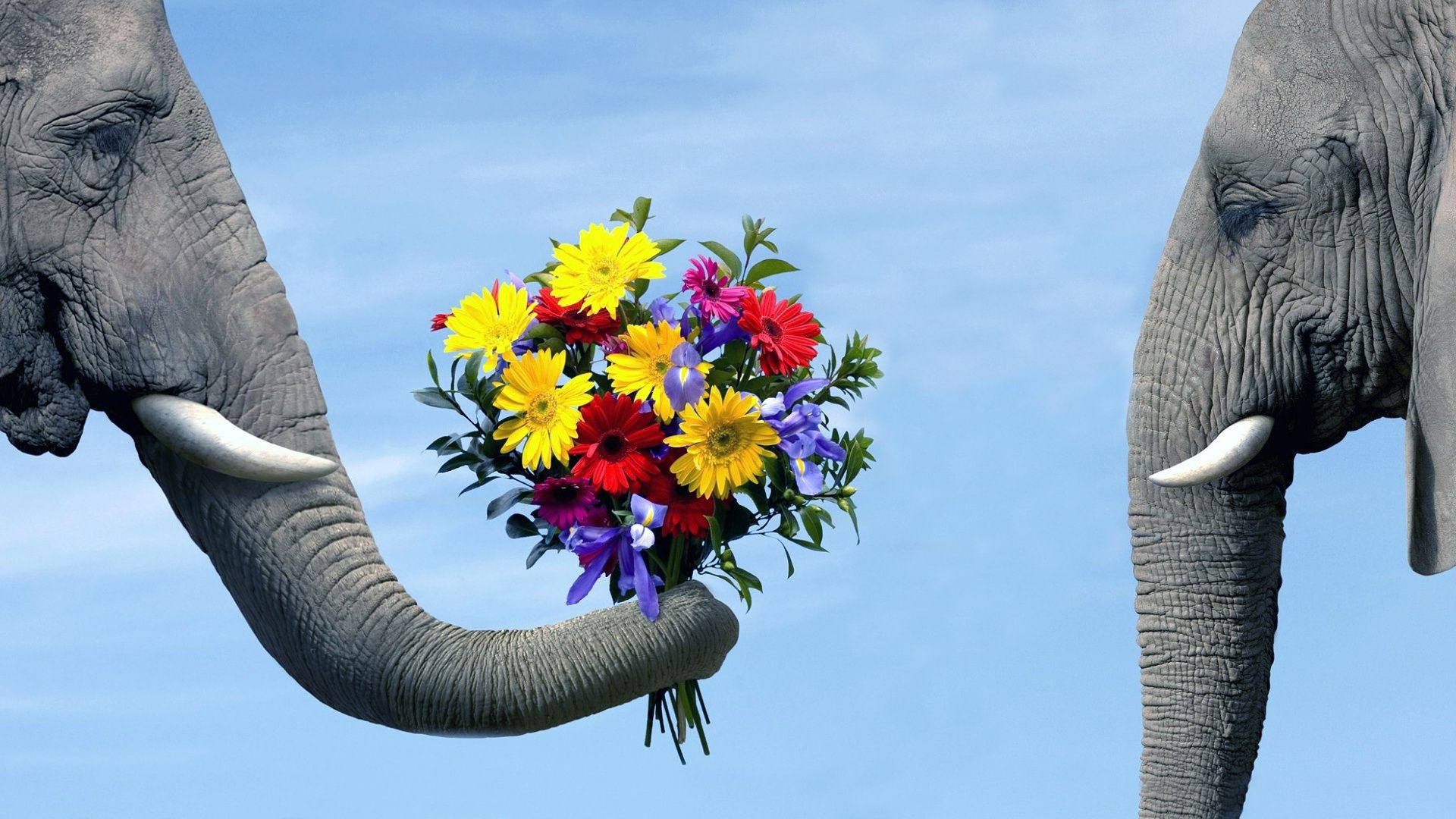 elefanten elefant kofferraum katze natur reisen groß im freien himmel skulptur groß grau kopf tierwelt