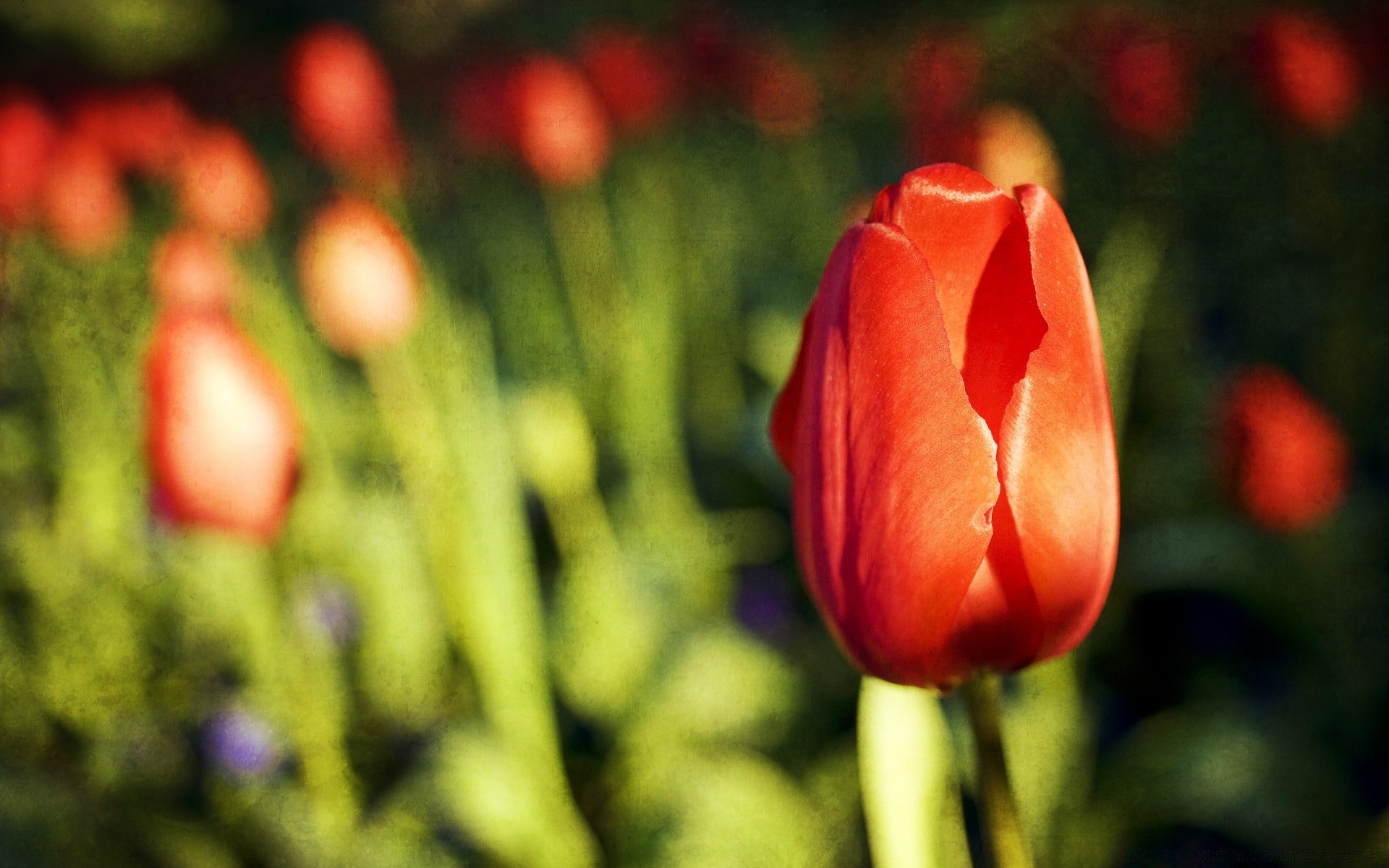 vintage tulip flower nature flora garden leaf outdoors color easter floral bright summer field love petal growth