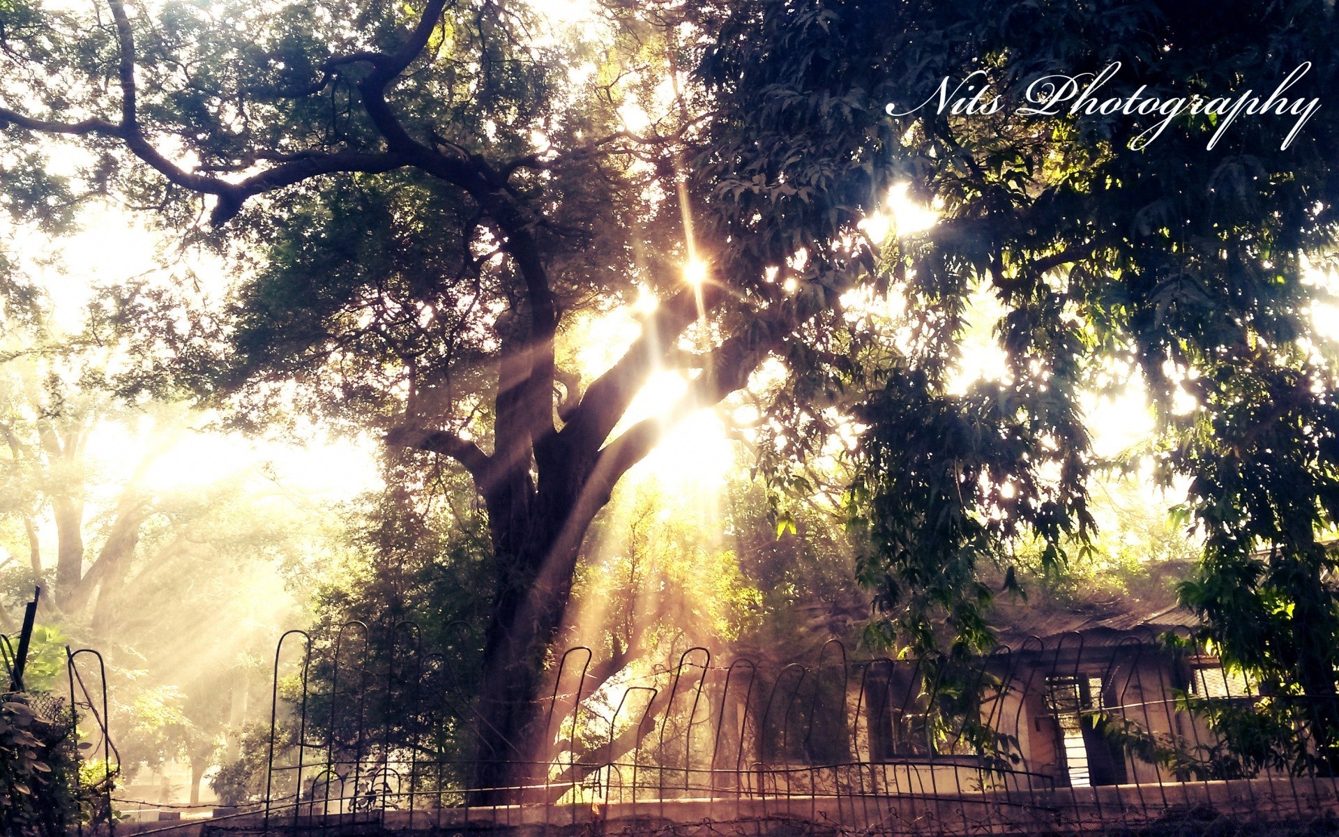 vintage bois nature bois extérieur parc feuille lumière voyage paysage aube soleil beau temps