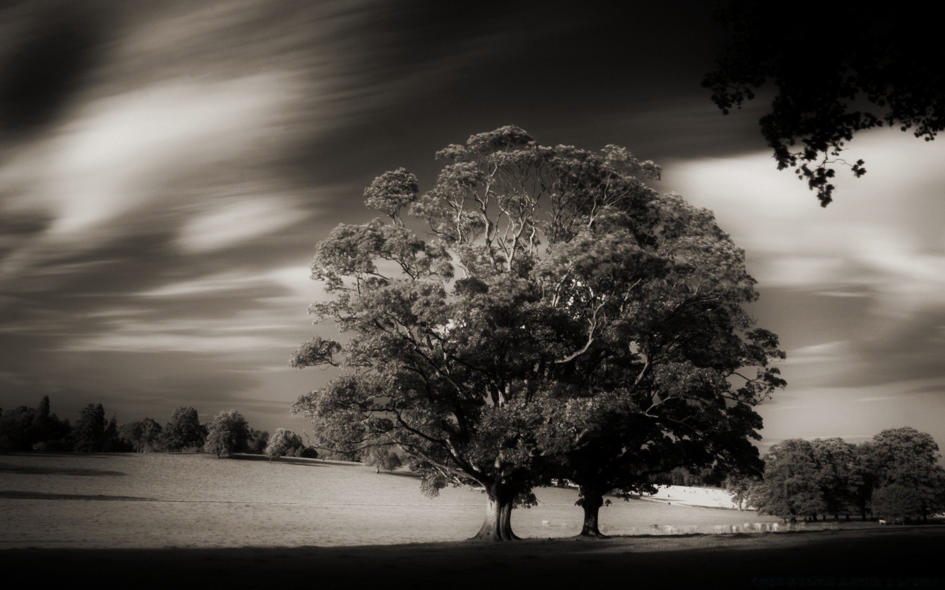 vintage bois paysage aube coucher de soleil monochrome nature soleil ciel brouillard noir et blanc automne bois parc silhouette brouillard beau temps