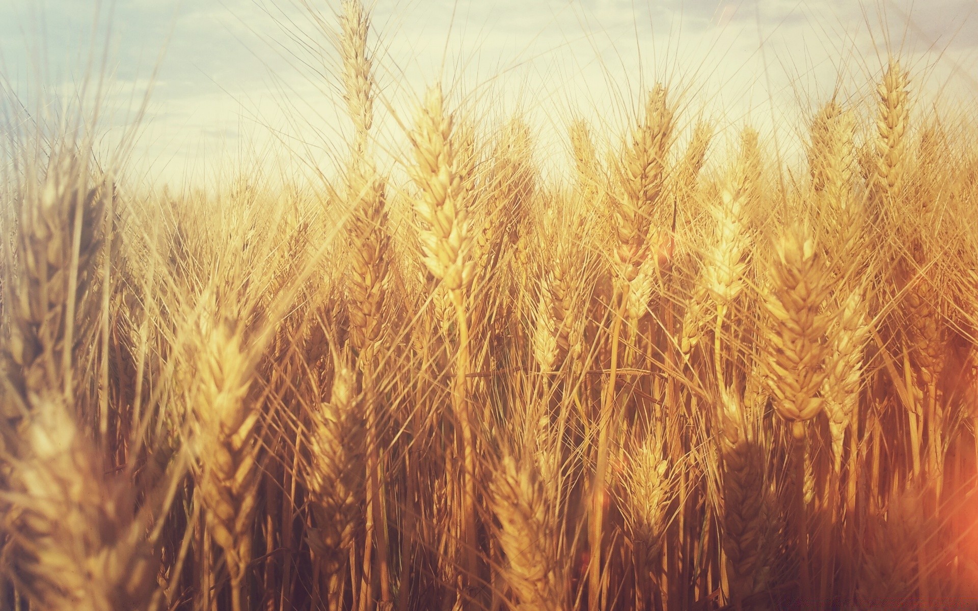 vintage trigo cereales pan centeno maíz paja cosecha pasto rural oro granja cebada semilla agricultura harina campo campo crecimiento