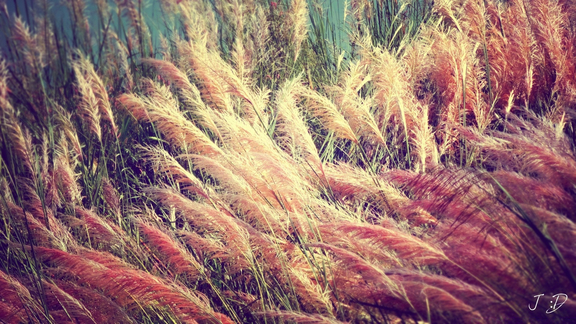 vintage natureza flora área de trabalho verão ao ar livre cor flocos ouro grama paisagem brilhante rural campo temporada trigo close-up crescimento bela outono