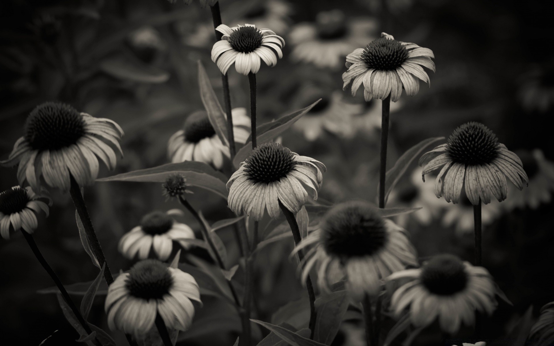 vintage kwiat monochromatyczny flora