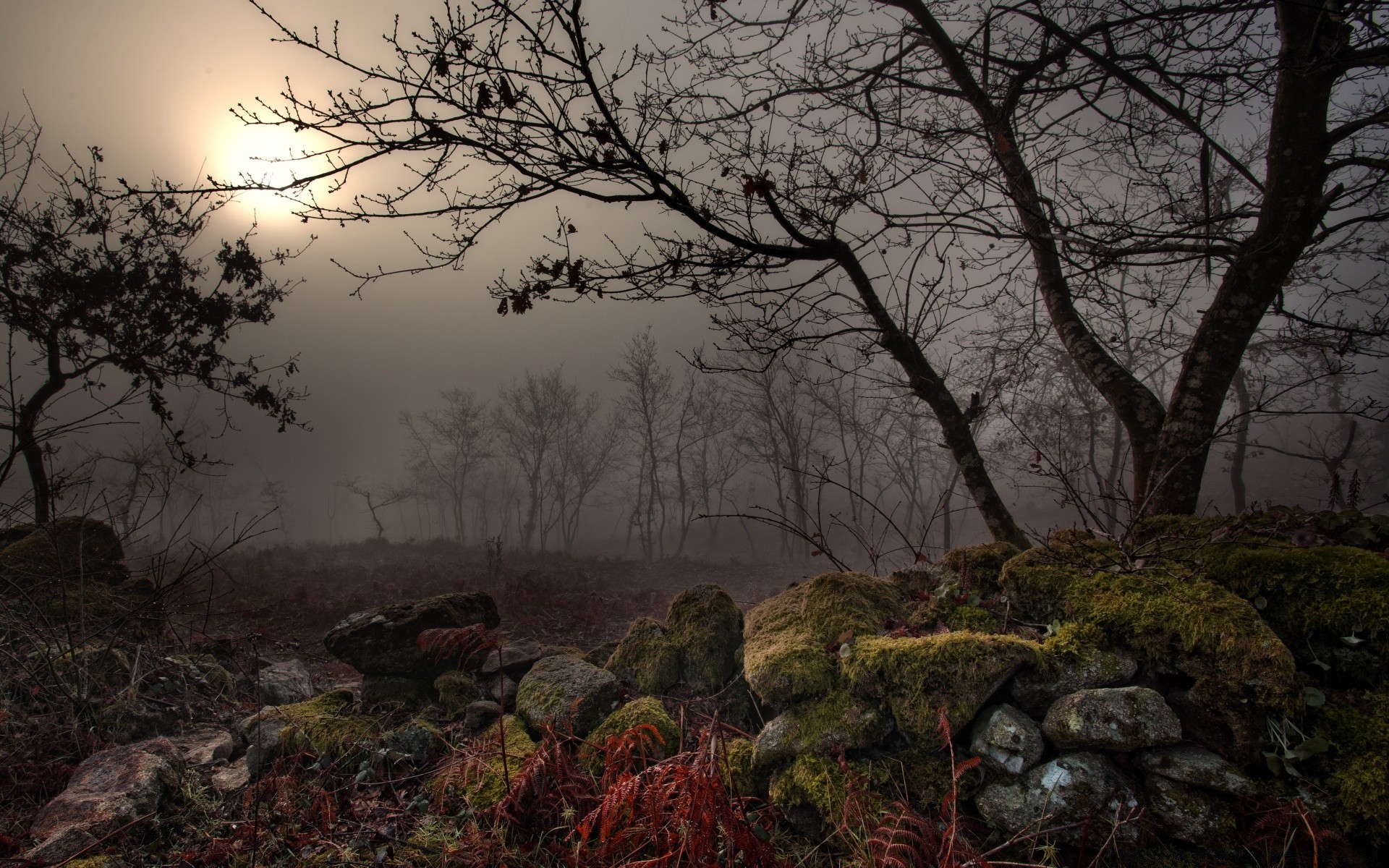 vintage landscape tree nature fall wood dawn fog environment outdoors sunset winter weather sky leaf park light