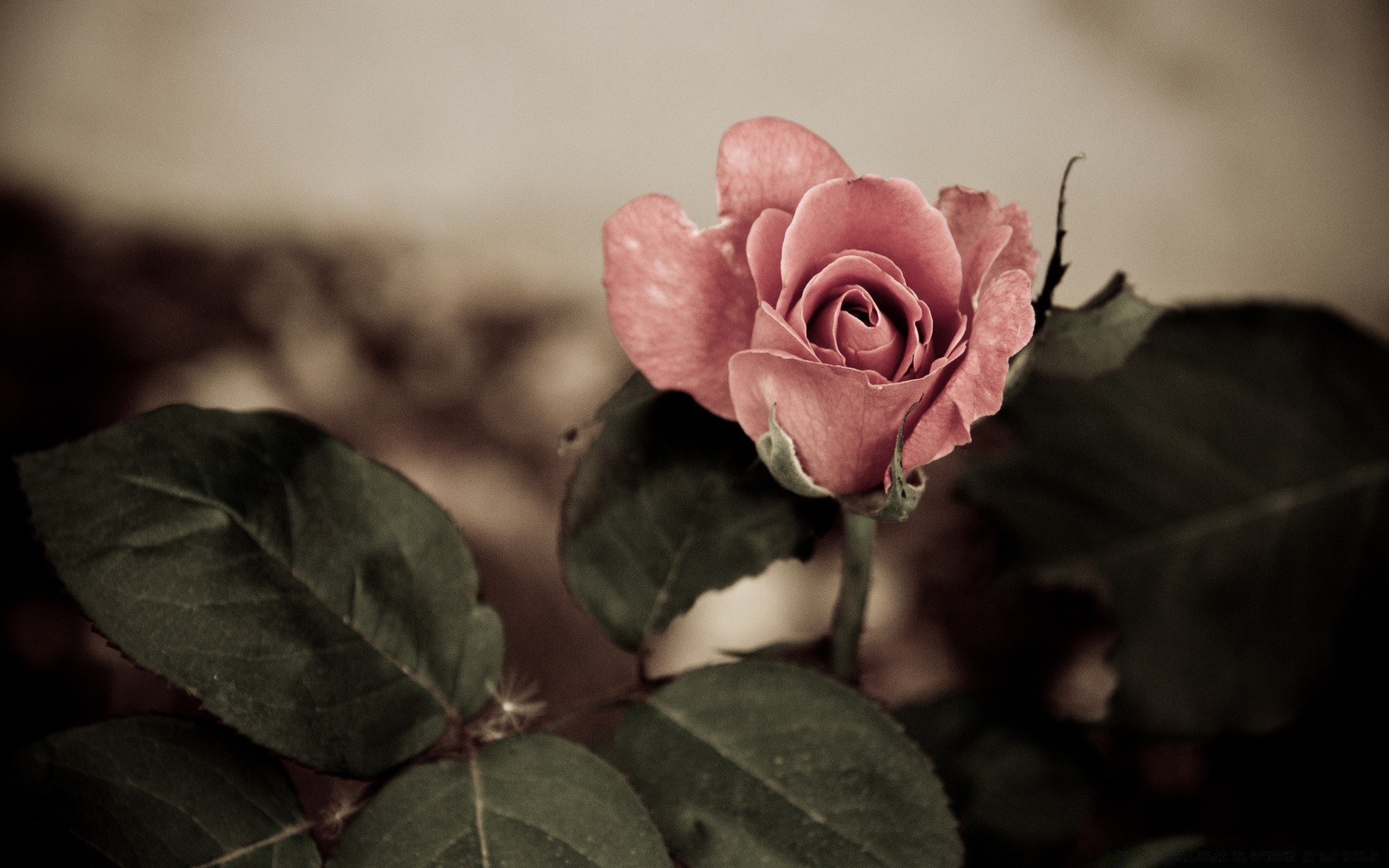 vintage rosa fiore amore foglia romanticismo natura matrimonio romantico bella flora petalo colore