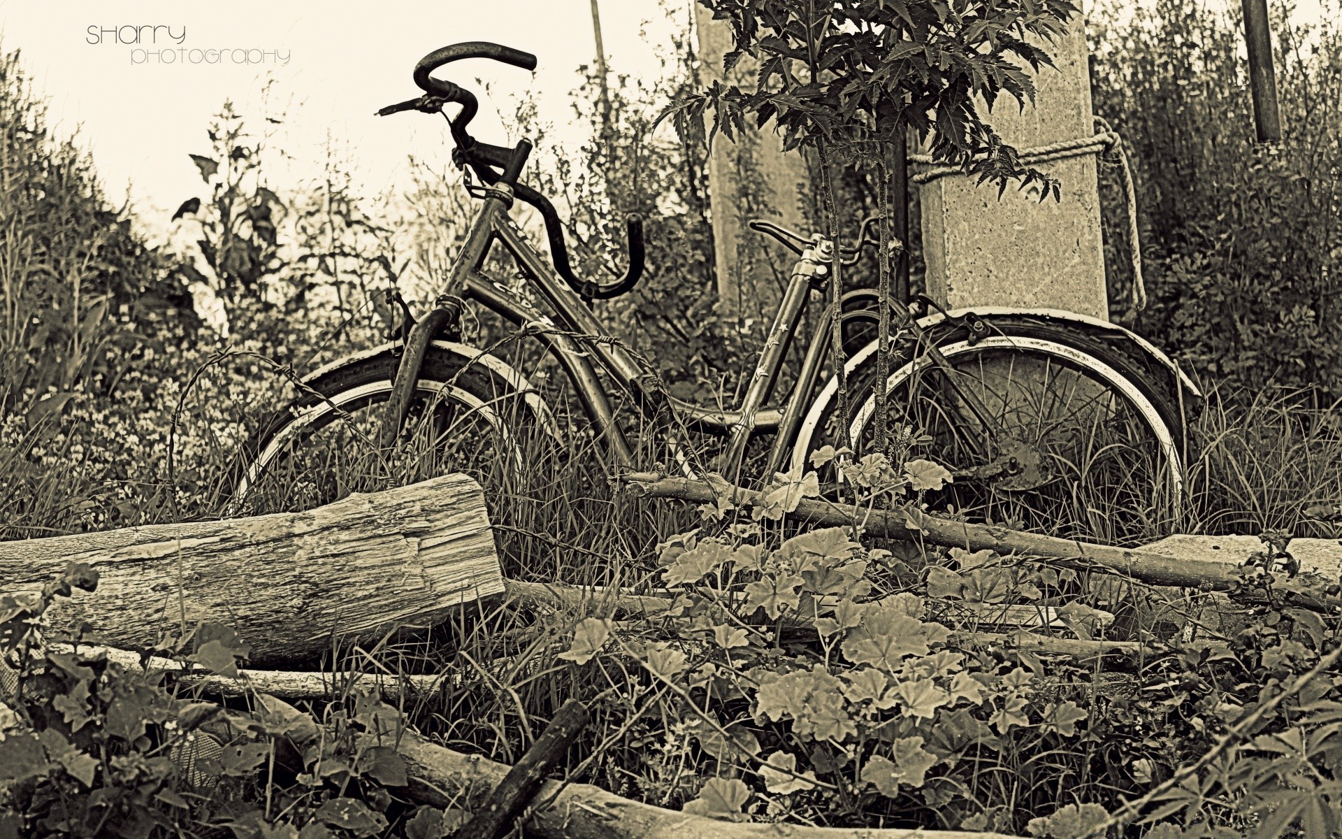 vintage bois roue voiture unique système de transport bois nature