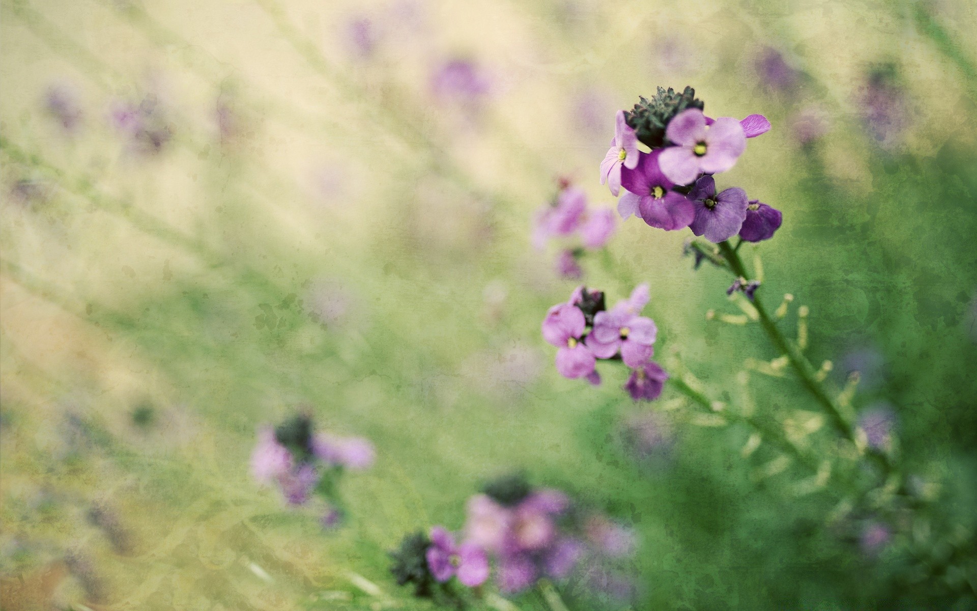 vintage fleur nature flore à l extérieur flou été herbe foin champ croissance jardin feuille lumière du jour couleur