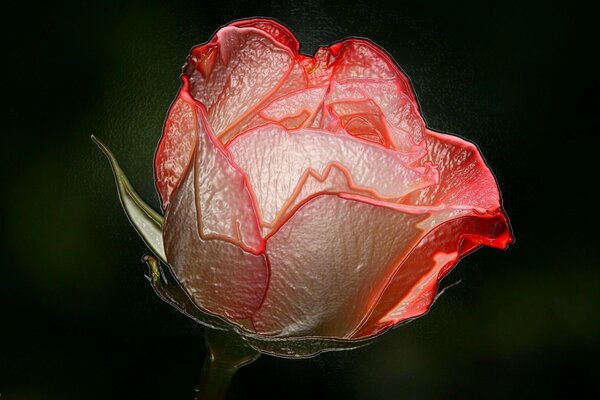 Rose with leaves in nature