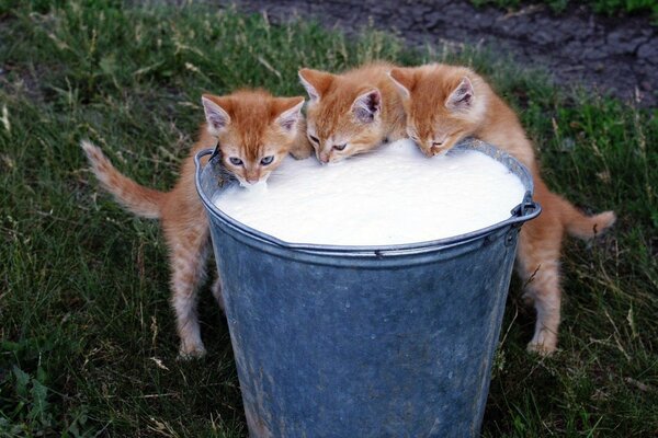 Tres gatitos derramando leche de un cubo