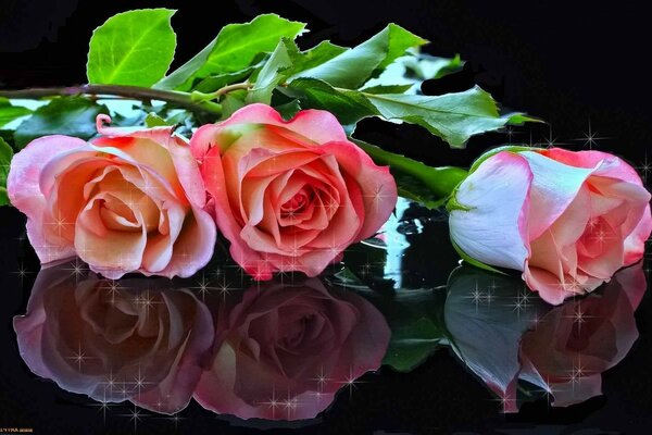 Three roses on a shiny surface