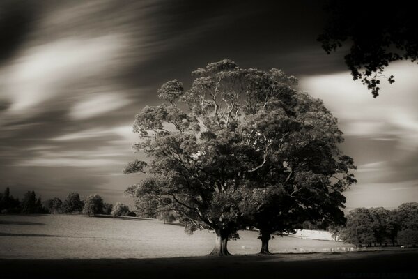 Vintage photo of a lonely tree