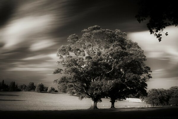 一棵孤独的树的老式照片