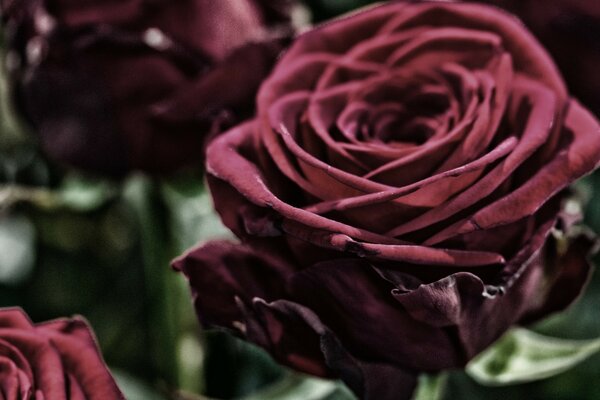 Bouquet of fresh burgundy roses