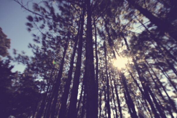 Rays of the sun in the forest view from below