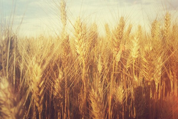 Campi di grano sulla raccolta