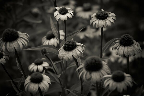 Image Monochrome Vintage de fleur